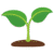 sprout