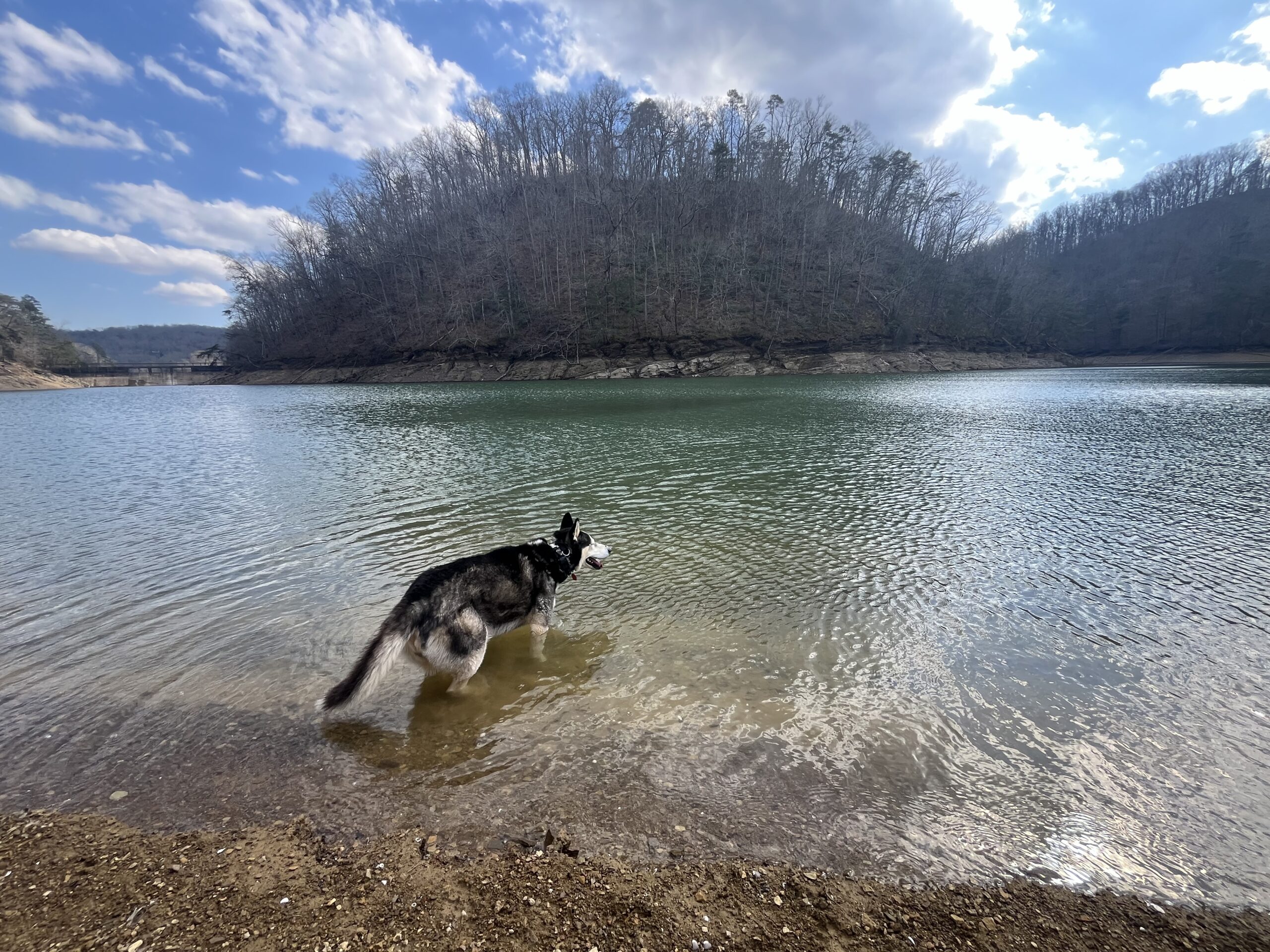 husky in lake