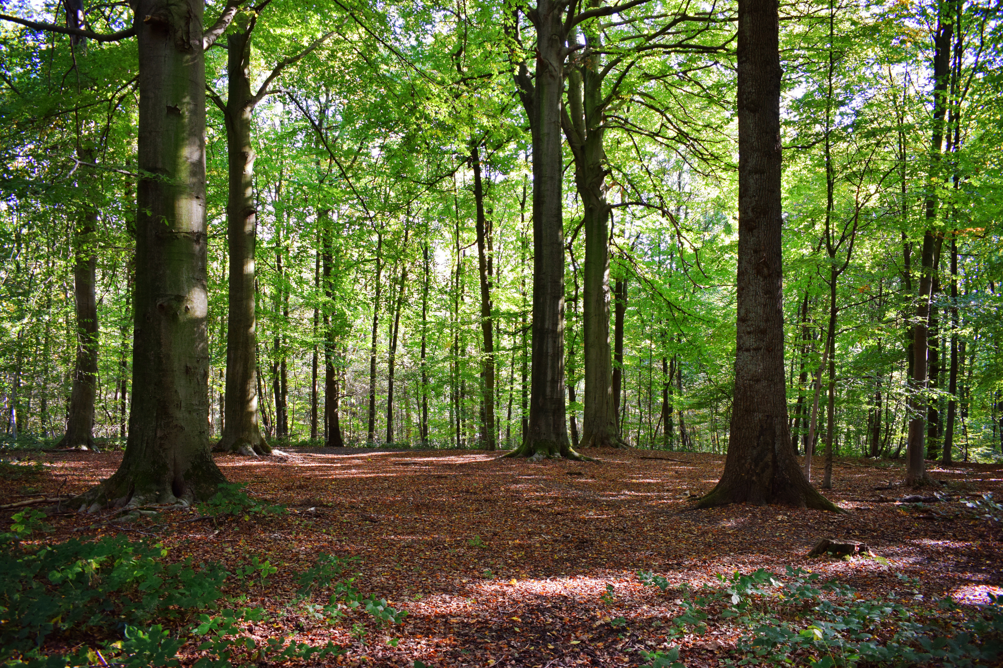 Sunlit green forest clearing