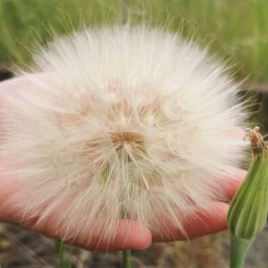 Profile photo of Eva